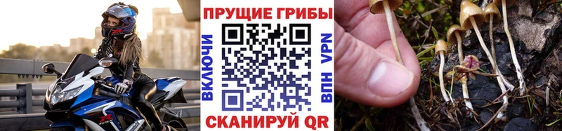 Псилоцибиновые грибы Psilocybine cubensis  кракен как войти  Тамбов  цена наркотик 